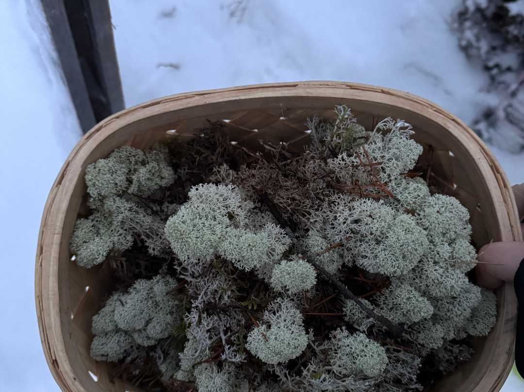 Reindeer Farm Renniina Inari-伊纳里必去景点