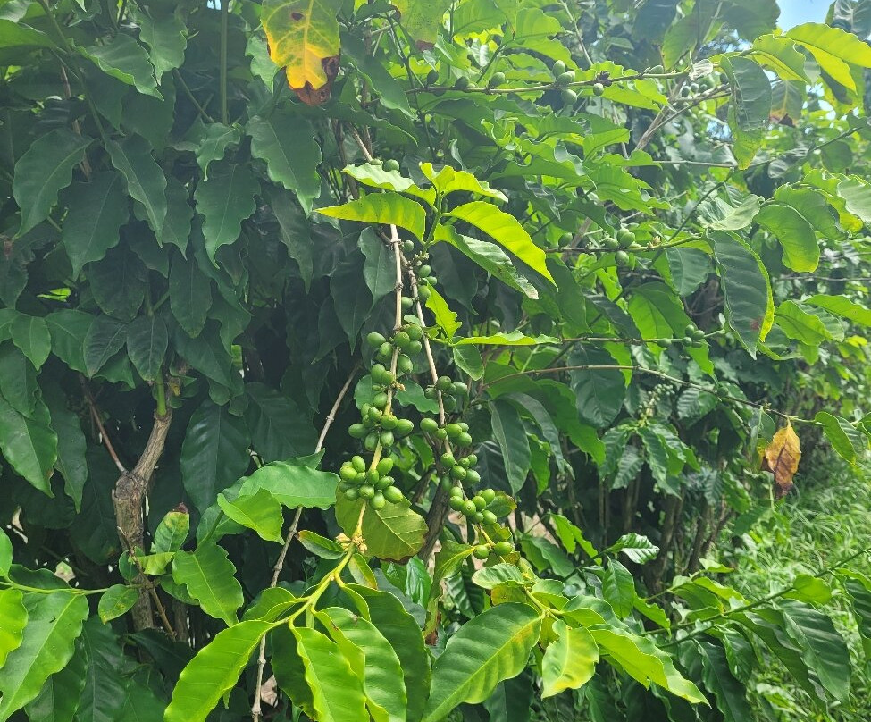 Domaine Du Cafe Grille-留尼旺圣皮耶必去景点