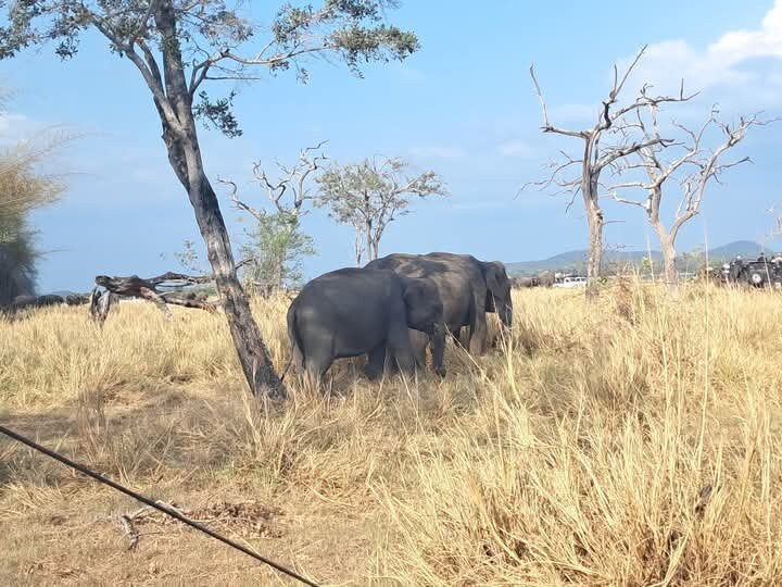 Ceylon Special Jeep Safari-哈巴拉娜必去景点