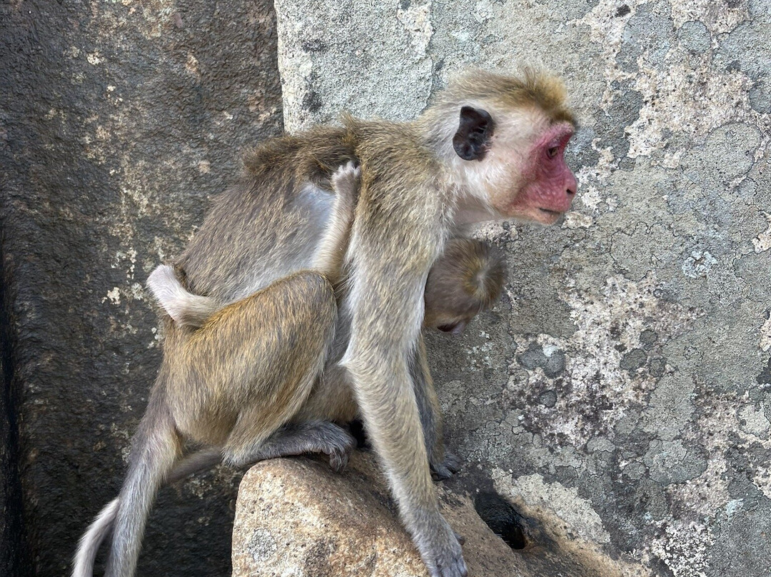 BH Lanka Tours-Kurunegala必去景点