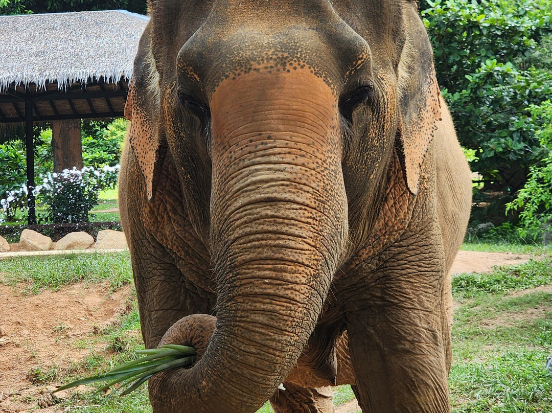 Samui Elephant Sanctuary-波普特必去景点