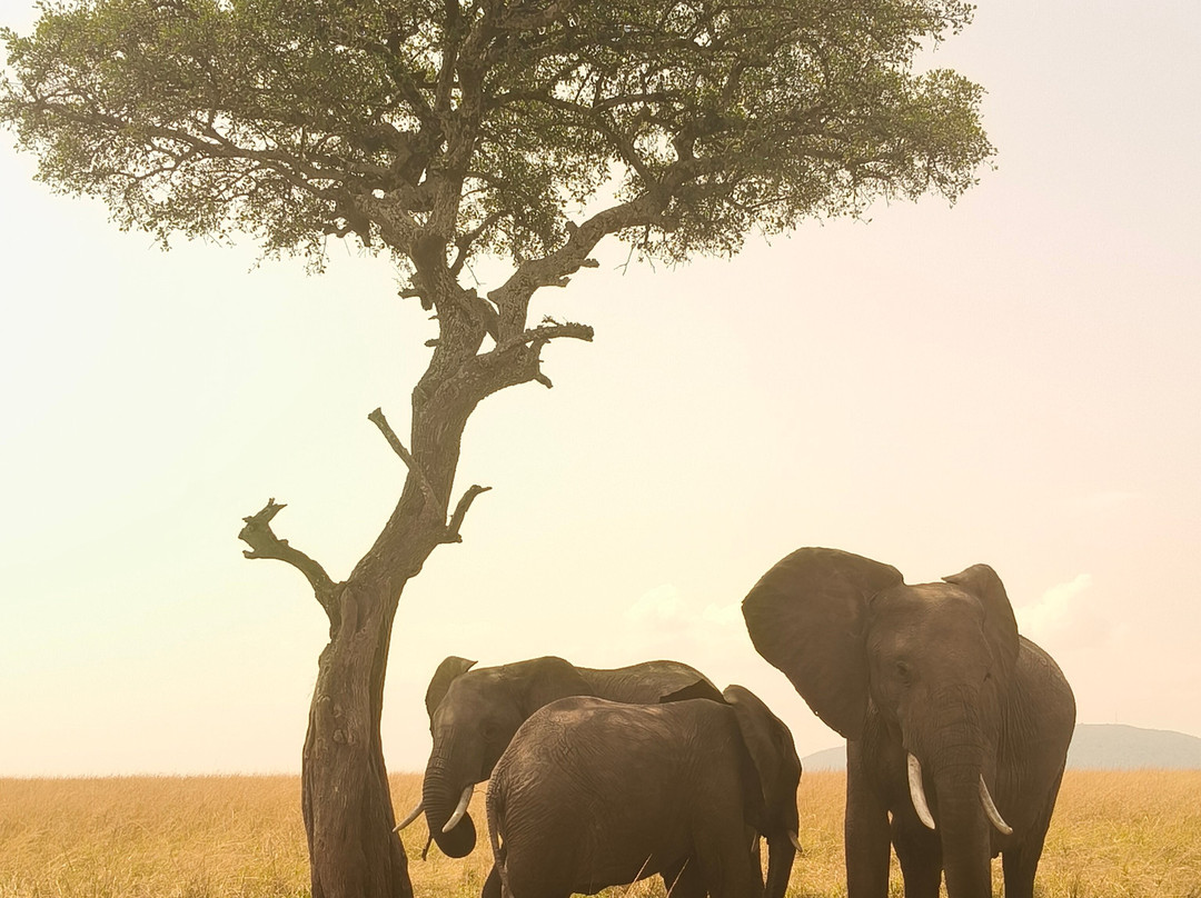 Wildlife Trips Safaris-纳罗克必去景点