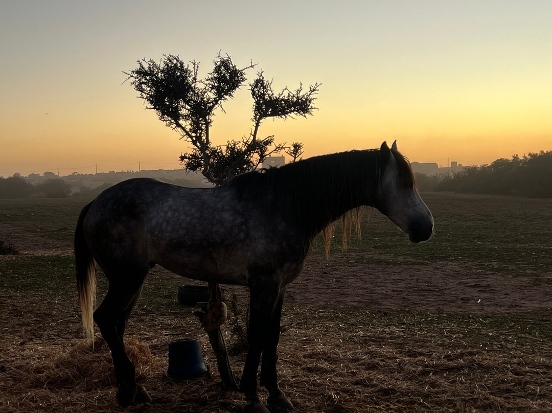 Cheval Essaouira-索维拉必去景点