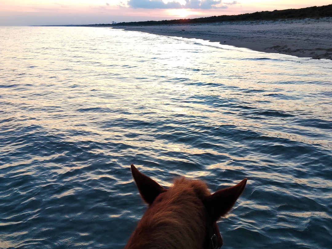 Family Horses 373-5361953-Marina di Ginosa必去景点