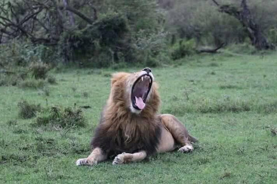 TRIP TRAILS ADVANCE-内罗毕必去景点