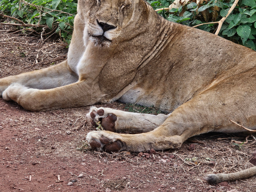 Tanzania Specialist-阿鲁沙必去景点