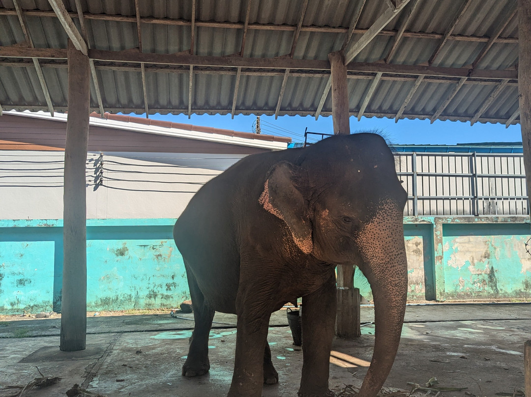Ban Chang Thai - Elephant Camp-象岛必去景点