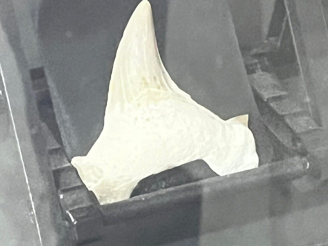 Petrified Forest Lefkimi-Lefkimmi必去景点