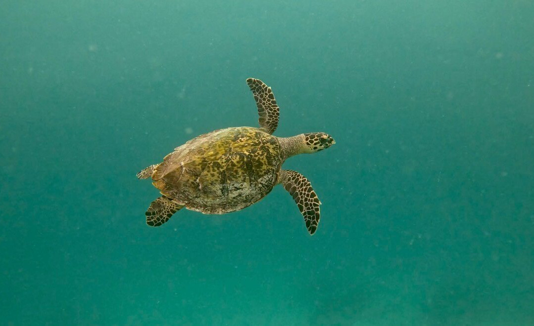 Euro-Divers LUX South Ari Atoll-南阿里环礁必去景点