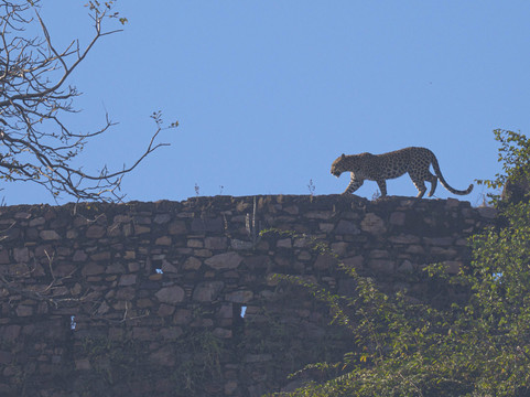 Big Cats of India-苏黎世必去景点