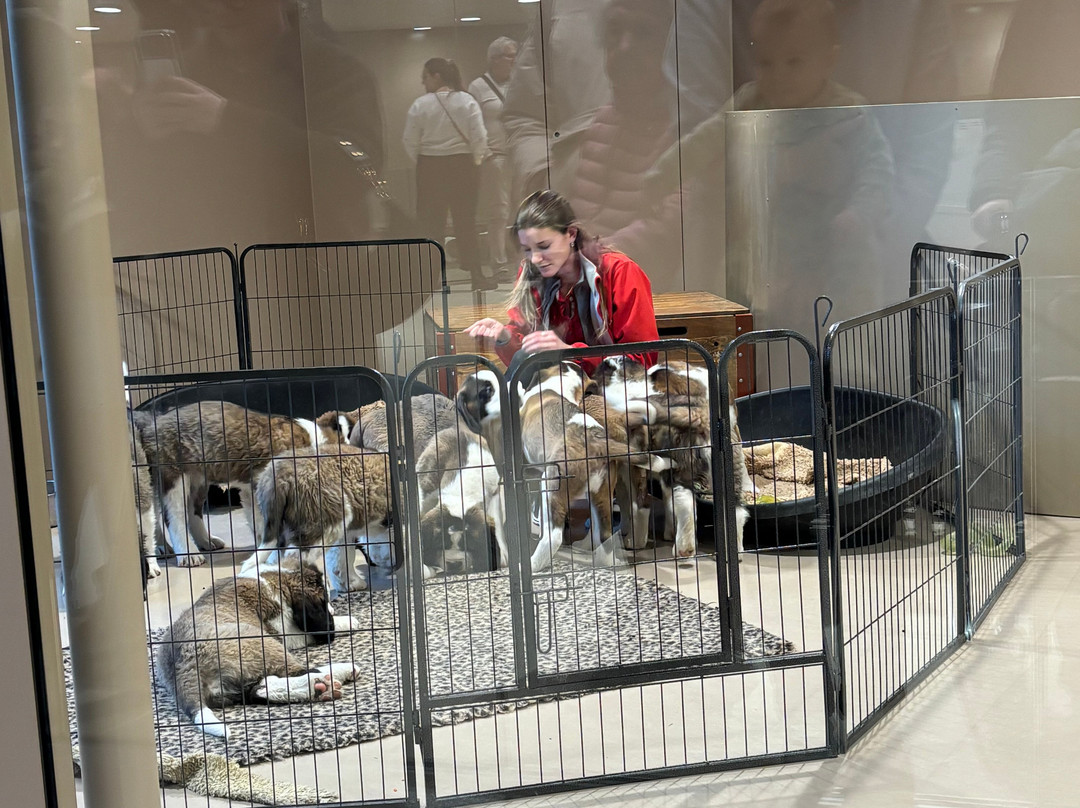 Barryland - Musée Et Chiens Du St-bernard-马蒂尼必去景点