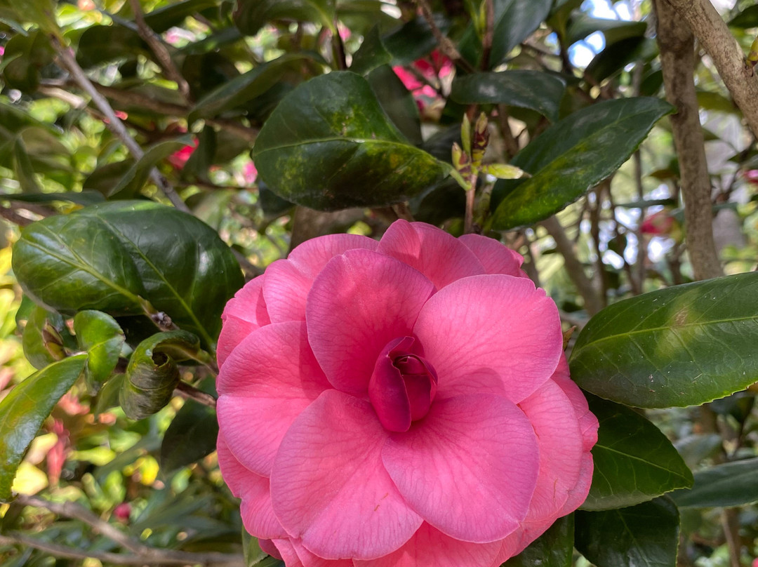 Marie Selby Botanical Gardens-萨拉索塔必去景点