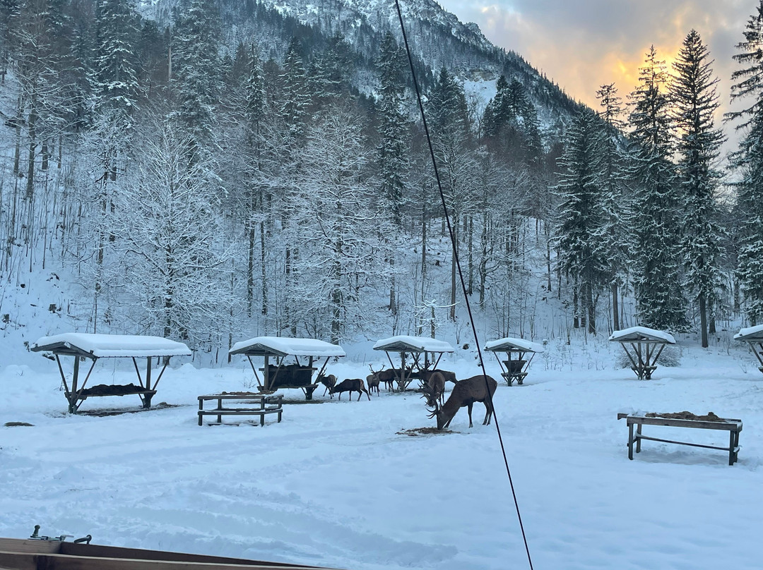 Ettal Wintersport: Wildfutterung im Grasswangtal-埃塔尔必去景点