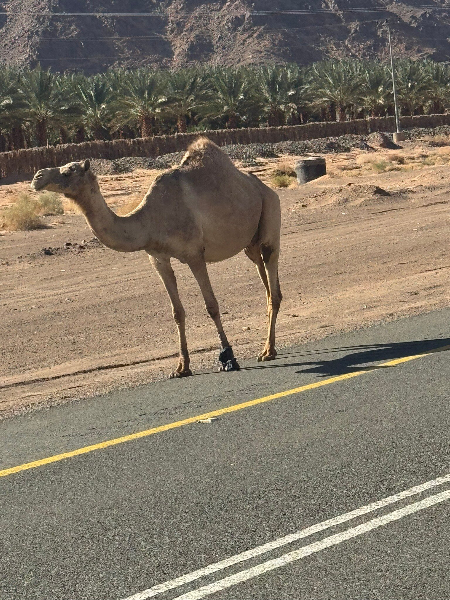 Grand Millennium Tabuk-官方