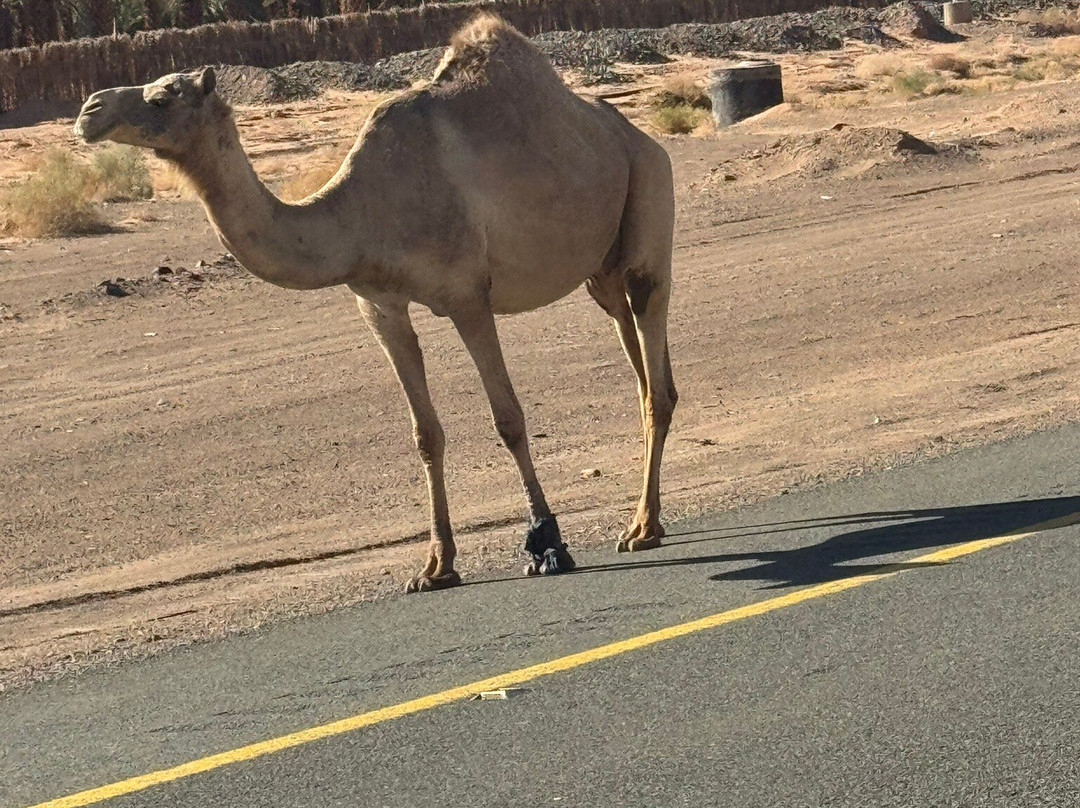 Grand Millennium Tabuk主图