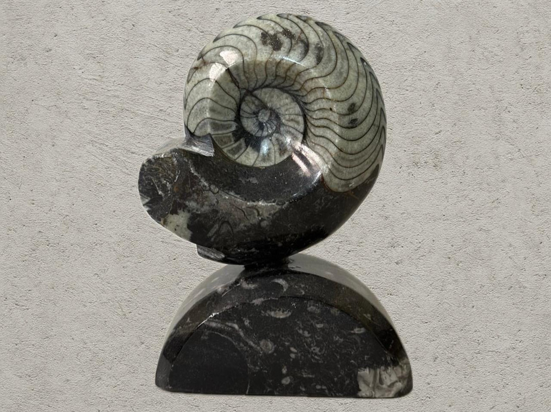 Morocco Fossil Minerals-瓦尔扎扎特必去景点