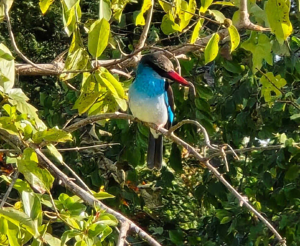 Bushwhacker Tours-Kololi必去景点