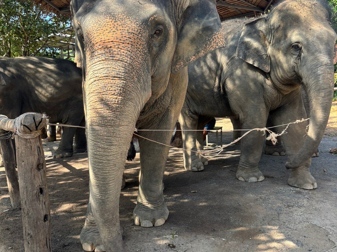 普吉丛林大象保护区-芭东海滩必去景点