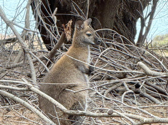 Localing Private Tours Tasmania-霍巴特必去景点