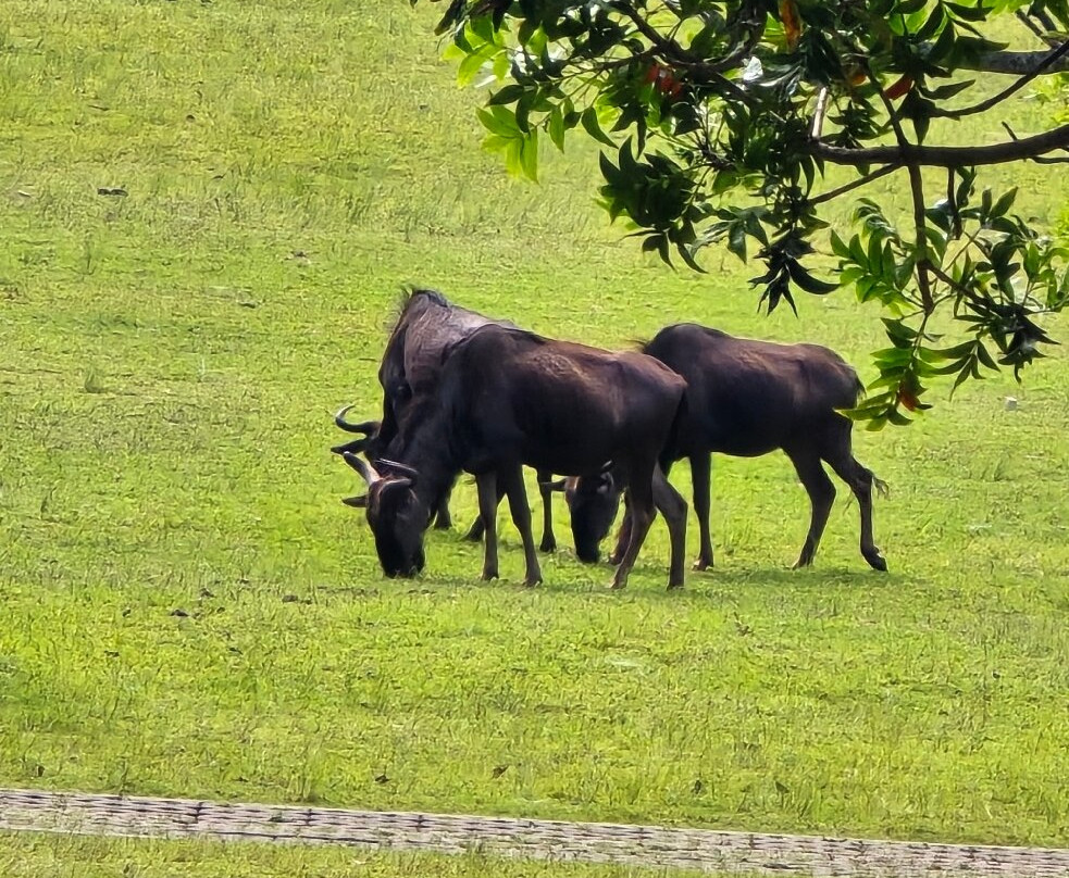 Olivewood Private Estate & Golf Club-东伦敦必去景点