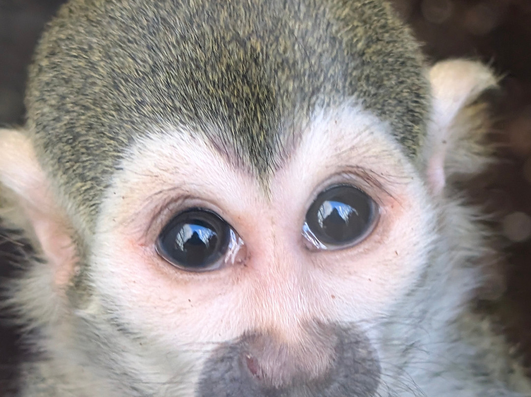 Newquay Zoo-纽奎必去景点