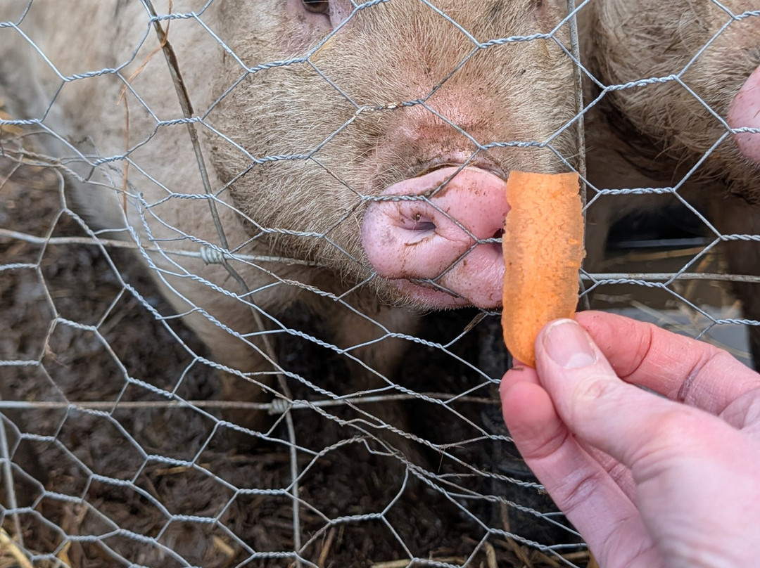 Woodlands Alpaca Farm-沃灵顿必去景点