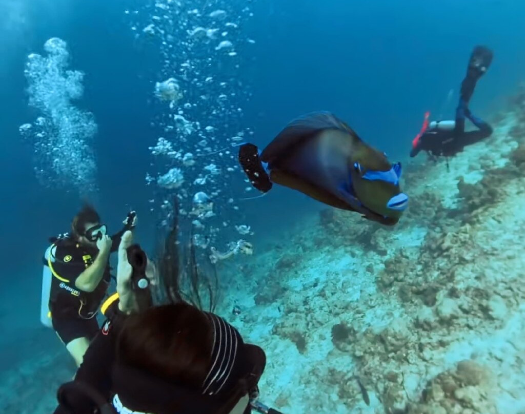Family Divers Maldives-拉斯胡必去景点