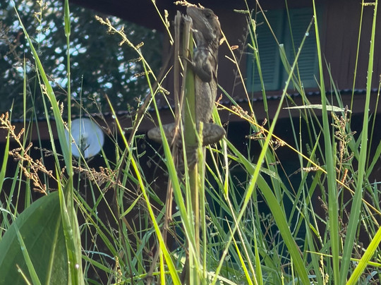 Sierpe Outfitters-Sierpe必去景点