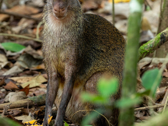 Rico Tico Tours-Puerto Viejo必去景点