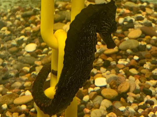 Seahorse World-Beauty Point必去景点