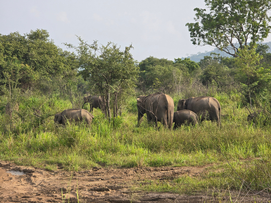 H.O.T Tourism-科伦坡必去景点