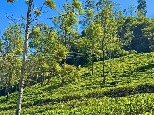 Andrews Eco Tours and Taxi-奴娃拉伊利雅必去景点