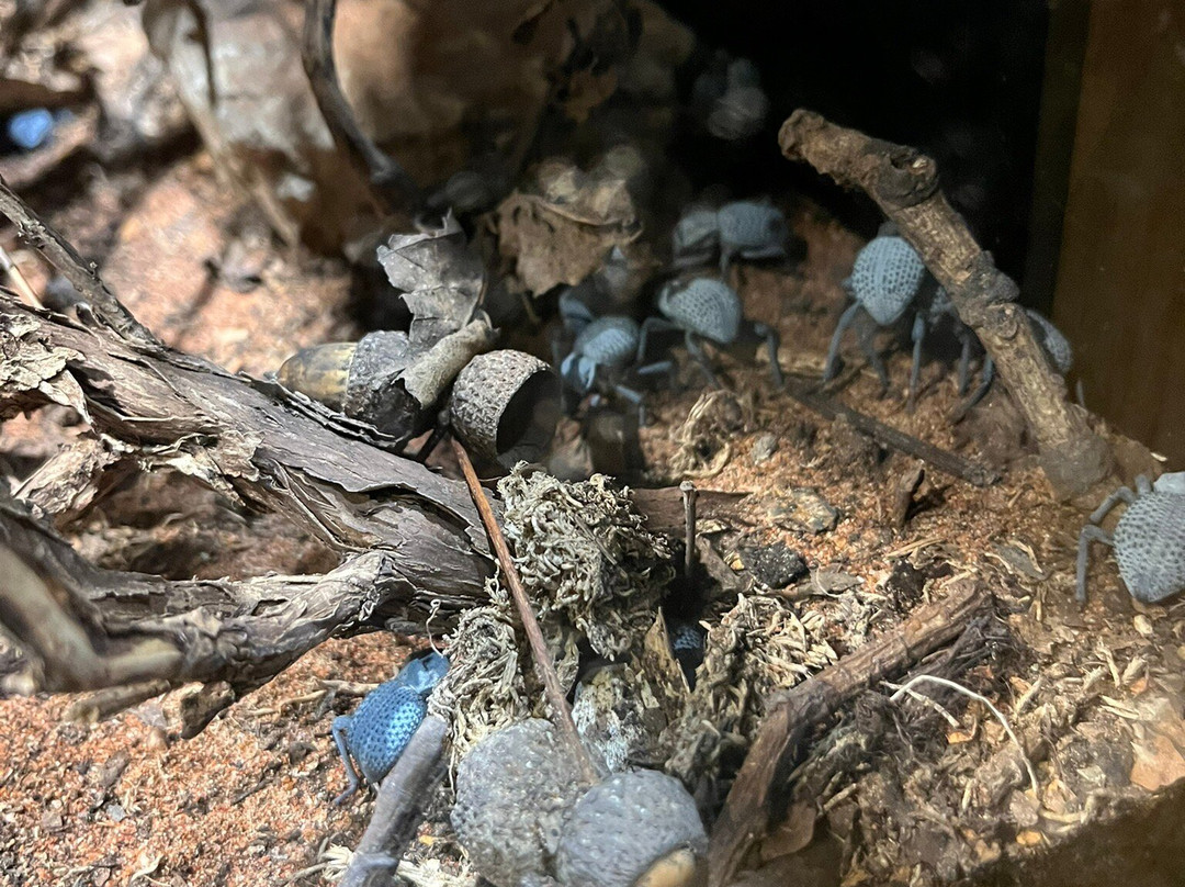 Stratford Butterfly Farm-埃文河畔斯特拉特福必去景点