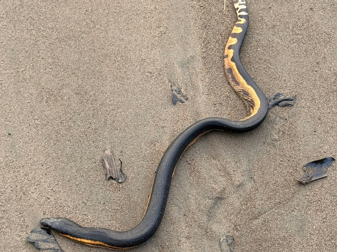 基内特斯德奥萨酒店主图