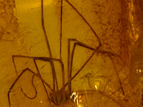 Museum of Amber - Museum of Gdansk-格但斯克必去景点