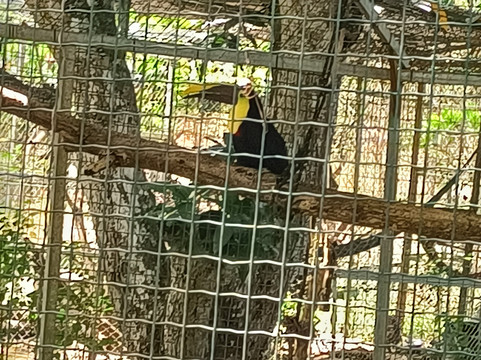 Costa Rica Animal Rescue Center-Turrucares必去景点