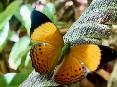 Ton Chong Fa Waterfall-拉克山必去景点