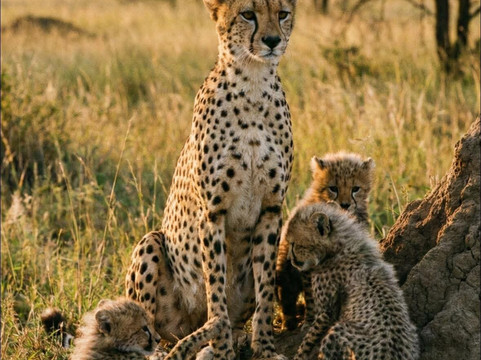 Safari kenya con Alfredo-瓦塔木必去景点