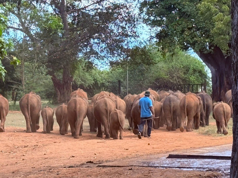 Ceylon Escapes-科伦坡必去景点