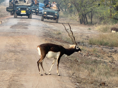 威拉瓦达尔黑羚野生动物园旅馆主图