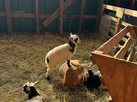 Island Hill Farm Inc-Hampshire必去景点