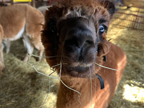 Island Hill Farm Inc-Hampshire必去景点