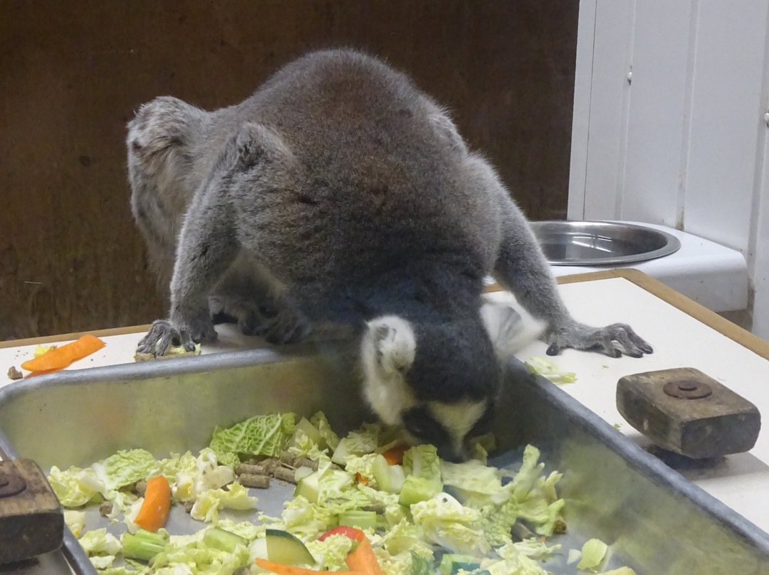 Exmoor Zoo-巴恩斯特珀尔必去景点