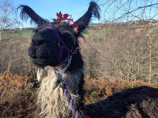 Holly Hagg Community Farm-谢菲尔德必去景点