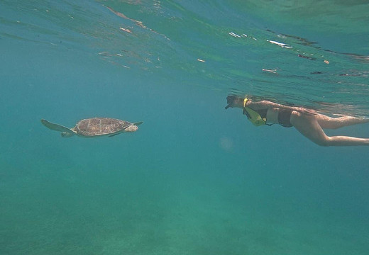 Vieques Snorkel Tours-维切克岛必去景点