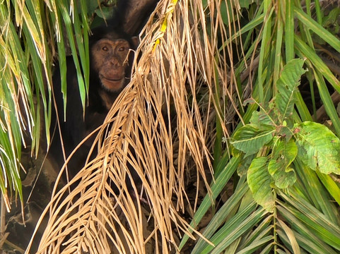 Buba's Gambia - Tours-塞瑞库达必去景点