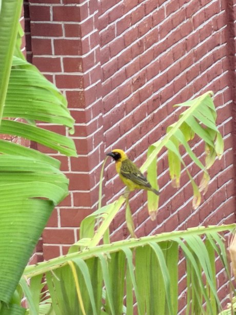 Africa Safari Karatu-官方