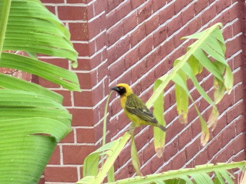 Africa Safari Karatu主图