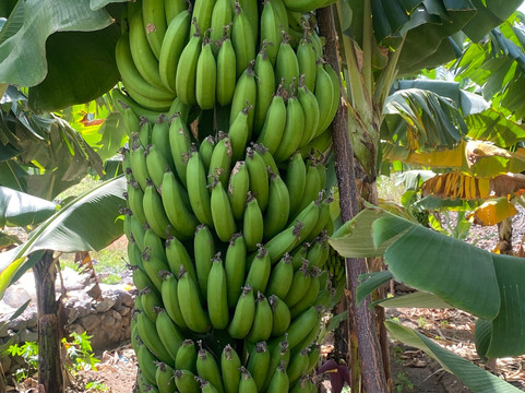 Green Line Tours Cabo Verde-明德卢必去景点