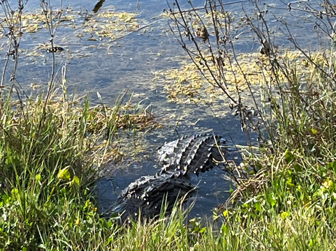 Lake Apopka Wildlife Drive-Apopka必去景点